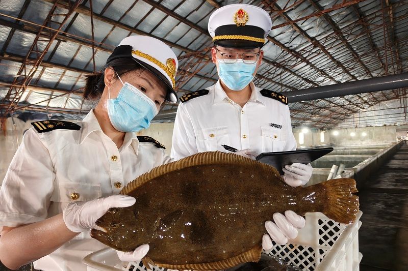 大连活牙鲆鱼首次出口海外市场